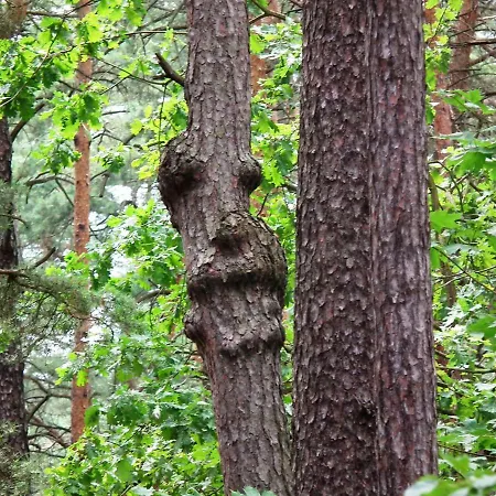Ferienhaus Wolfi Prázdninový dům *
